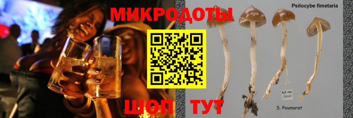 Галлюциногенные грибы Psilocybe Карталы